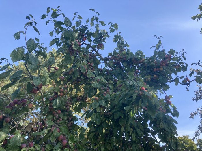 Äppelträd med röda äpplen mot klarblå himmel.