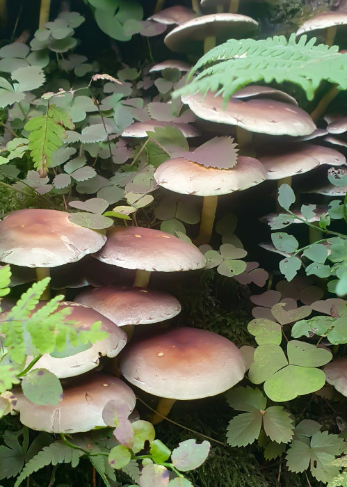 En grupp bruna skogssvampar som växer bland gröna blad och ormbunksblad.