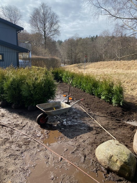Rad av nyligen planterade thujor längs ett lervattnat dike med skottkärra, matjord och droppslang.