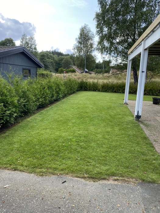 Trädgård med nyligen planterade thujor längs gräsmattans kant, hus och pergola i bakgrunden.
