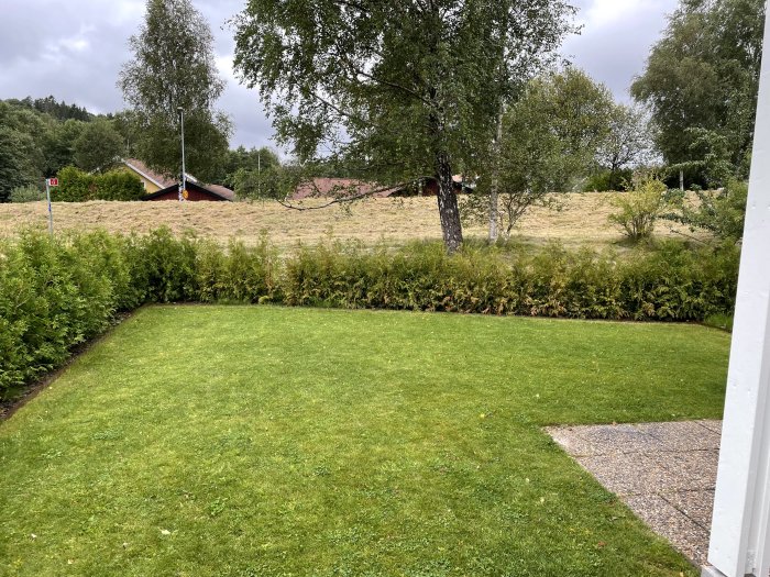 Trädgård med en häck av thujor där vissa sektioner ser risiga ut, gräsmatta i förgrunden.