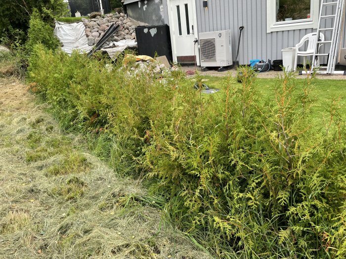 Thujor i varierande hälsostatus planterade i rad längs gräsmark, vissa ser frodiga ut medan andra är bruna och risiga.