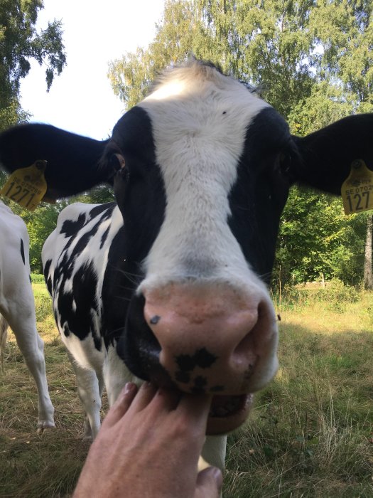 Närbild på en ko i hagen som nosar på en person som klappar den.