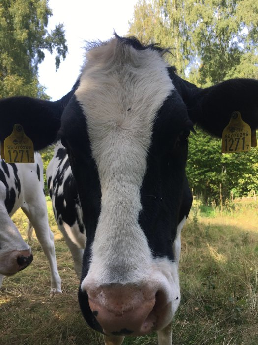 Närbild av en ko som tittar in i kameran i en hage.