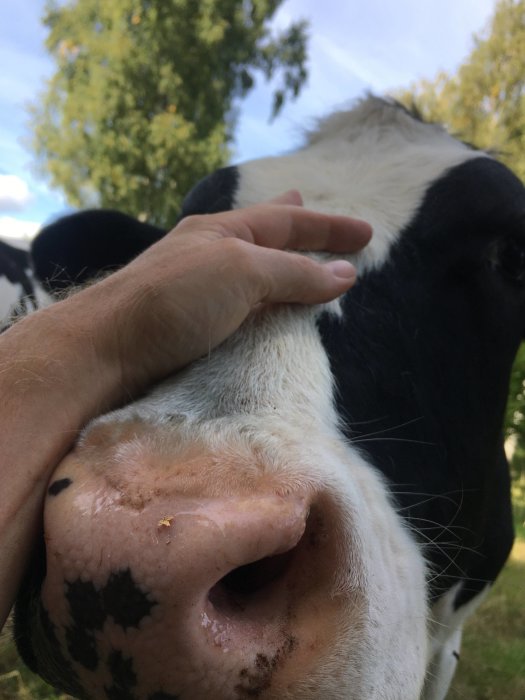 En närbild på en hand som klappar en ko på huvudet i en hage.
