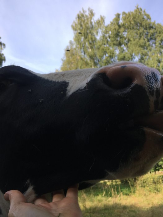 Närbild på en ko som kelar med en person utomhus.
