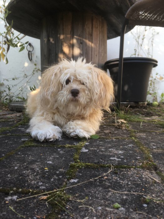 Hund ligger på mossa och stenplattor framför en vedbod, ser in i kameran.