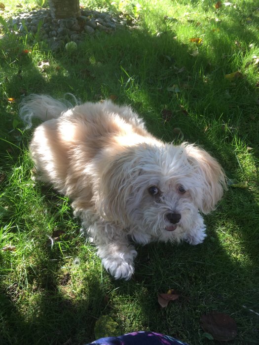 Liten fluffig vit och beige hund som ligger på grönt gräs i solskenet.