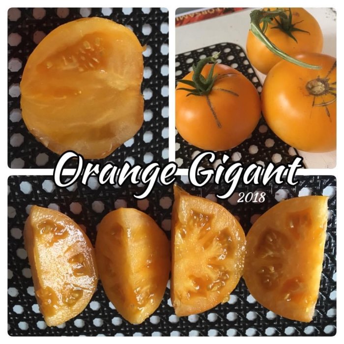 Hel och skivad orange tomat, 'Orange Gigant' sort, från 2018 på ett svart underställ.
