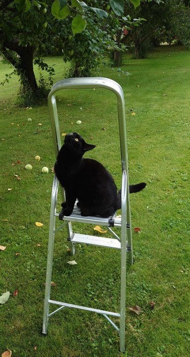 Svart katt sitter på en stege i en äppelträdgård med fallna äpplen runtomkring.