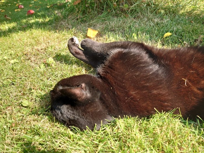 Svart katt som slappar på rygg i gräset en solig dag, äpplen syns suddigt i bakgrunden.