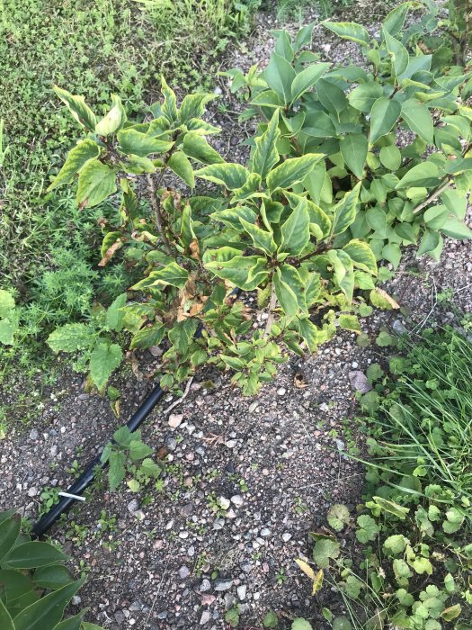 Häckplantor med bruna och vissnande blad bland gröna, tecken på sjukdom eller skadedjur.