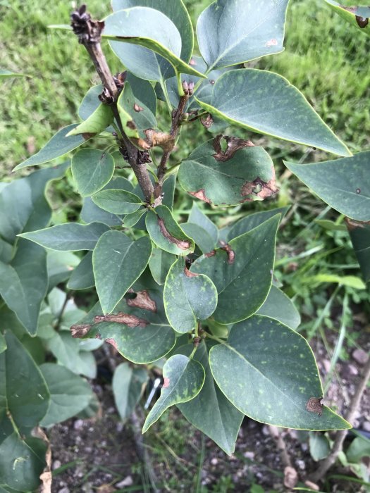 Gröna löv på en planta med tecken på sjukdom eller skadedjur, brunfläckiga och delvis vissna.