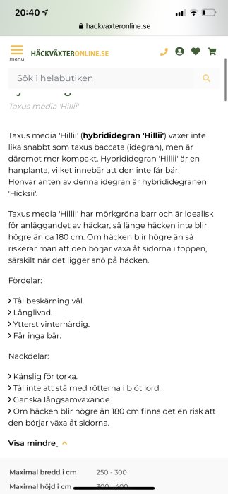 Skärmdump av ett diskussionsinlägg om hybrididegran 'Hillii', dess egenskaper och för- och nackdelar.
