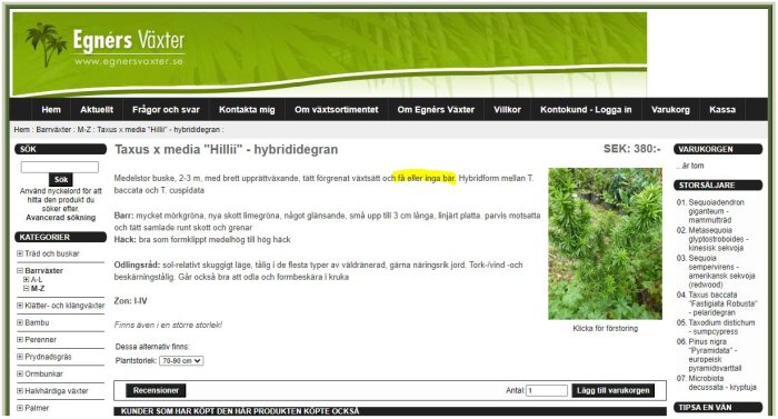 Skärmdump av webbsida för försäljning av Taxus x media "Hillii" med information och en liten bild av växten.