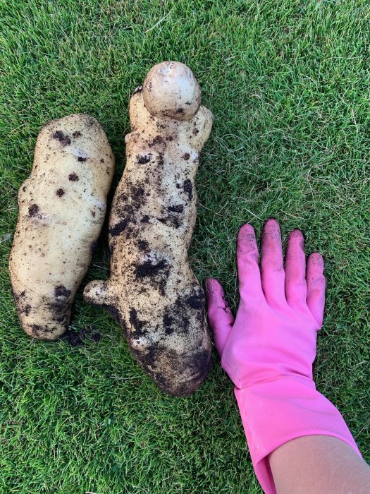 Stor potatis jämförd med en hand i rosa trädgårdshandske på gräs.