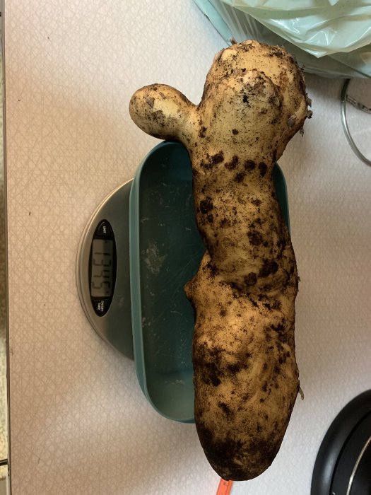 Stor potatis på våg som väger 1345 gram och är 31 cm lång, ovanlig storlek för potatis.