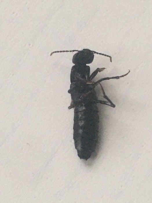 Insekt med långa antenner och segmenterad kropp på en vit vägg.