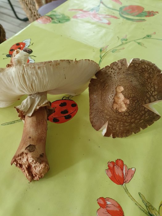 Två svampar på ett blommigt underlag, en med stor kjol och vita skivlingar, ej kungschampinjon eller brun flugsvamp.
