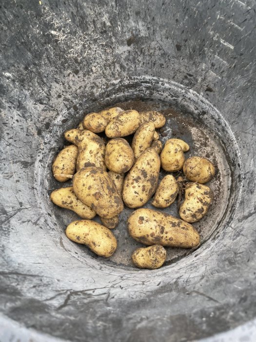 Skörd av Amandine-potatis i en hink med jordrester.