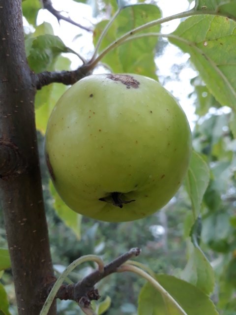 Mogna gröna äpple på en gren, omgiven av blad, i begreppet att identifiera äppelsorten.