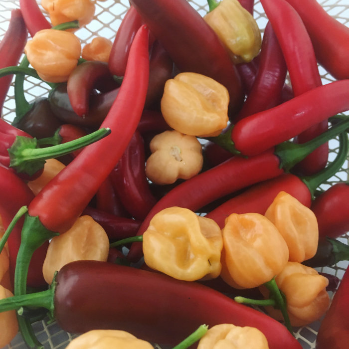 Färgblandning av röda och gula chili av sorterna Dorset Naga och Habanero på en duk.