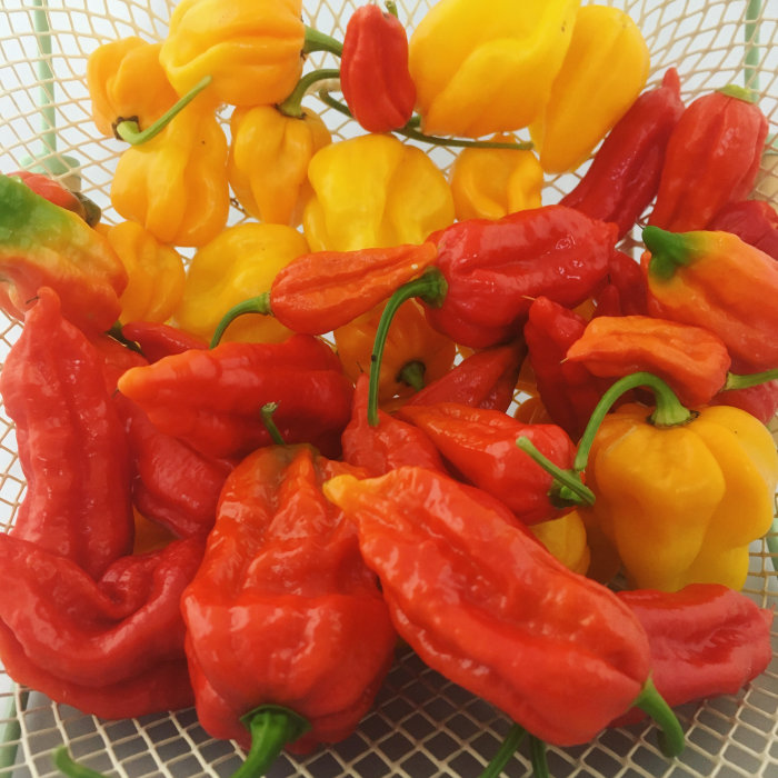 Korg med skördade Dorset Naga och Habanero chilifrukter i rött och gult.