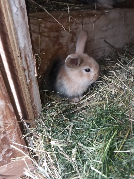 En söt liten kaninunge sitter bland hö i en vedartad bur.