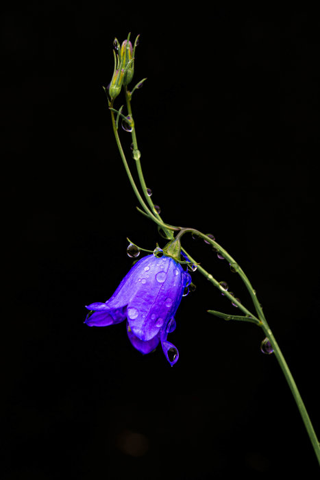 Blå klockblomma med droppar av vatten mot en mörk bakgrund.