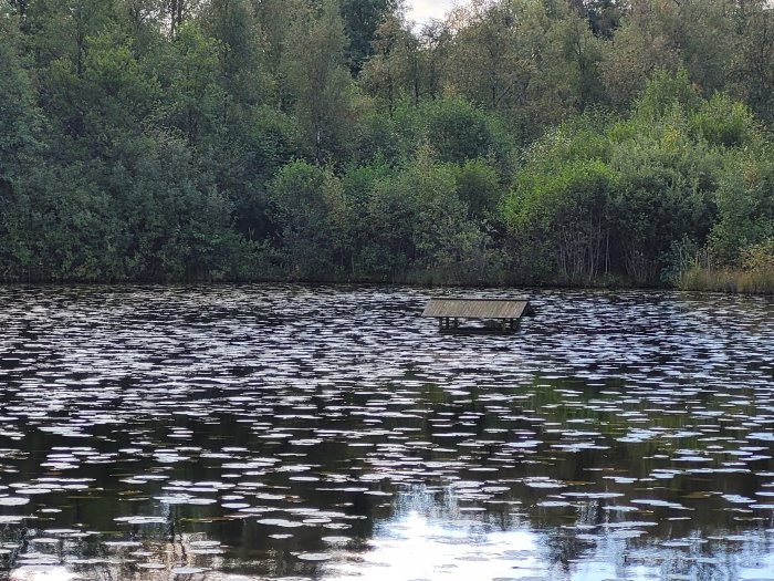 En flotte på en skogssjö med spegling av träd i vattnet.