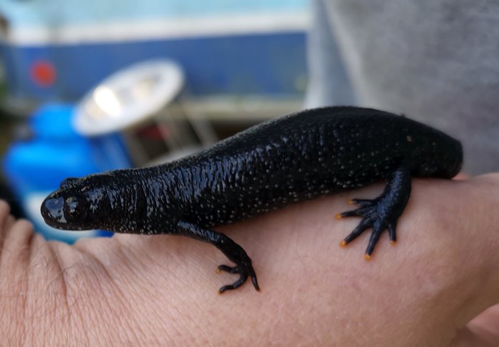 En större vattensalamander (Triturus cristatus) som ligger i en personens öppna hand.