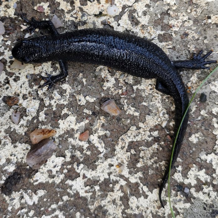 En större vattensalamander (Triturus cristatus) på en stenbeläggning.