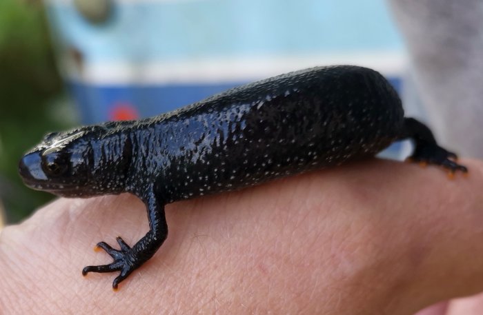 En större vattensalamander (Triturus cristatus) vilar på en person hand.