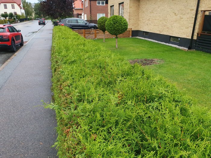 En växande häck längs en trottoar i ett bostadsområde med hus och parkerade bilar.