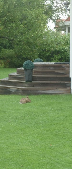 Trätrappa i trädgården med krukor och en kanin på gräset.