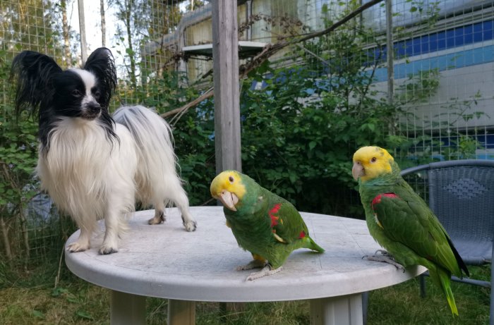 Två gulhuvade papegojor på ett bord med en svartvit hund ute i en trädgård.