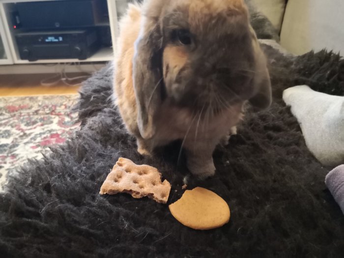 Kaninen Thor bredvid en runda pepparkaka på en soffa, ser missnöjd ut efter att ha provsmakat den.