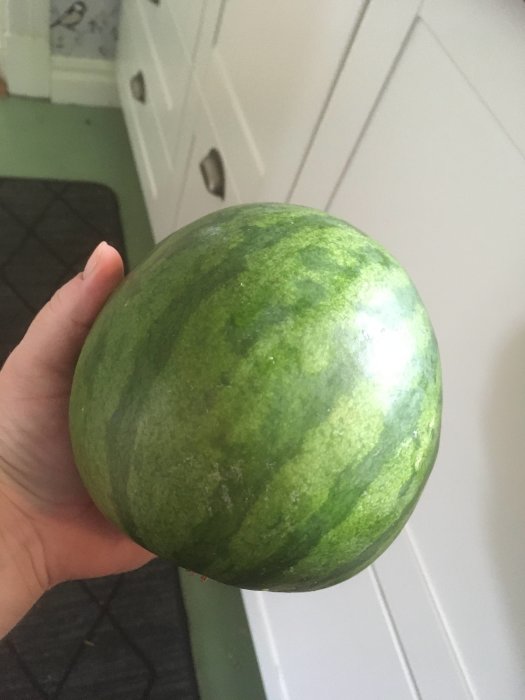 Hand håller en stor, hemodlad vattenmelon inomhus, visar fram sin imponerande storlek.