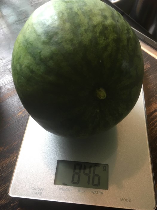 Stor skördat vattenmelon som väger 846 gram på en digital våg.