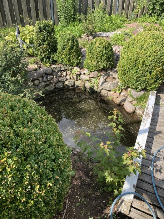 Trädgårdsdamm omgiven av stenar och växtlighet med en överlevande guldfisk, i behov av renoverat filtersystem.