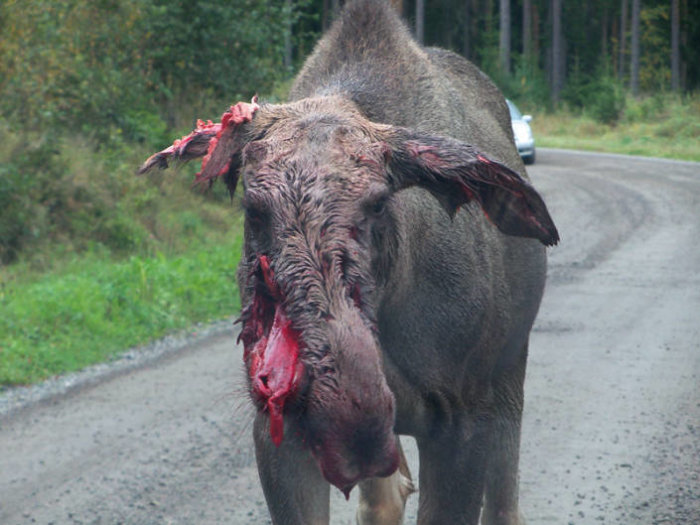 Skadat älgdjur med uppslitna sår på huvudet på en grusväg.