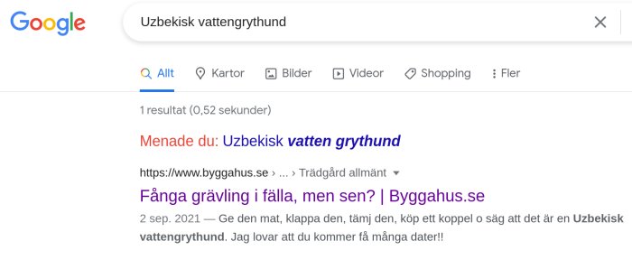 Skärmdump av Google-sökning på "Uzbekisk vattengrythund" med felstavning och autokorrigering.