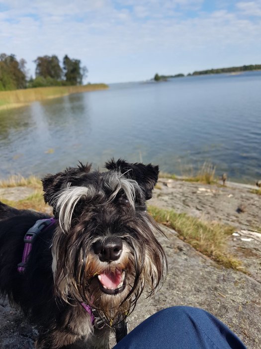 Glad hund framför en sjö med vass och träd i bakgrunden på en solig dag.