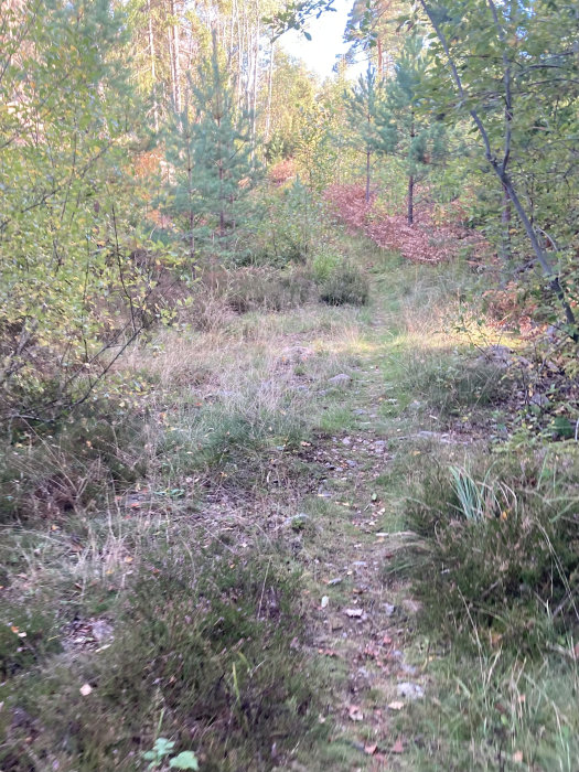 En naturlig stig i en skog med barrträd och lövträd under tidig höst.