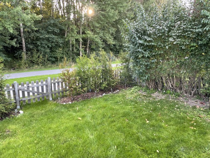 Trädgård med nyligen planterade jättethuja med rödbruna grenar vid en uteplats.