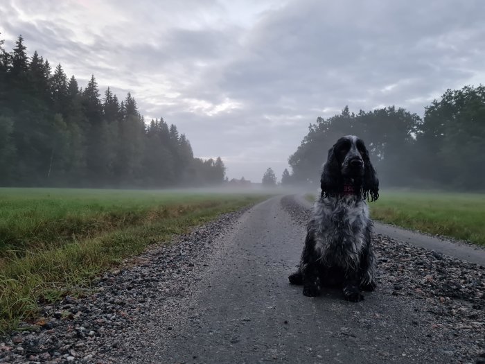 En blöt hund sitter mitt på en grusväg omgiven av skog och dimma under en kvällspromenad.