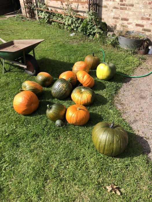 Skördade orangea och gröna pumpor i olika storlekar på en gräsmatta med en skottkärra i bakgrunden.