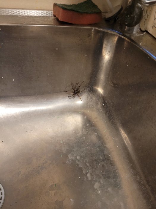 En spindel i en rostfri diskho med vattenstänk.
