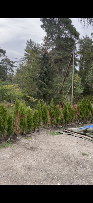 Thujaheck med flera plantor som börjar bli bruna i en trädgårdsmiljö.