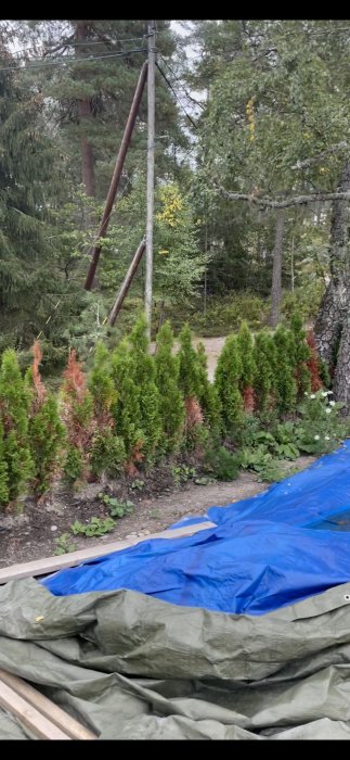 Rad med thuja häckar där en del plantor har bruna partier, i en skogsglänta med telefonstolpe i bakgrunden.